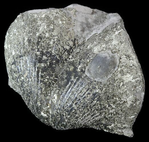 Pyrite Replaced Brachiopod (Paraspirifer) - Ohio #52713